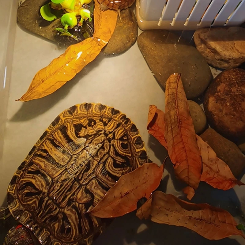 Aquarium Leaves Natural Longan for Turtle Fish Breeding