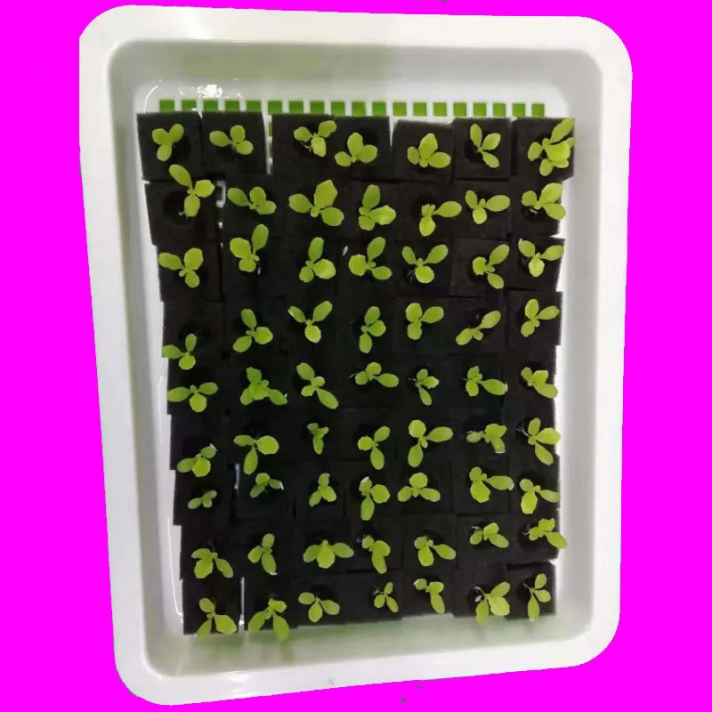 Hydroponic plant Sponge Garden Cultivation Seedling Soilless Culture Planting tools Vegetables Nursery Pots trays 100pcs/sheet