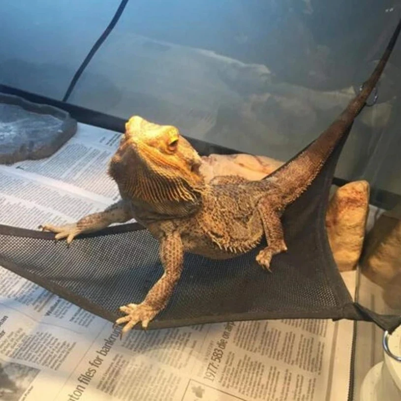 Reptile Hammock & Ladder Set 4