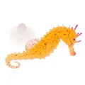 Hippocampus orange
