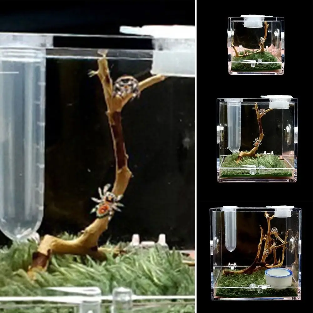 Small-Insects-Acrylic-Spider-Feeder-with-Humidifier-Insect-Box-Spider ...