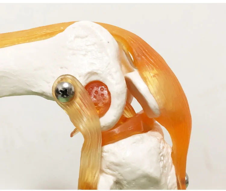 Human Skeleton Joint Anatomy Models Knee Elbow Foot Hand Shoulder Hip Joint with Ligaments Medical Science Teaching Supplies