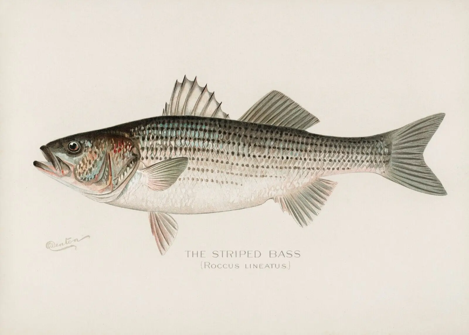 

Fish Art Film Print Silk Poster Home Wall Decor