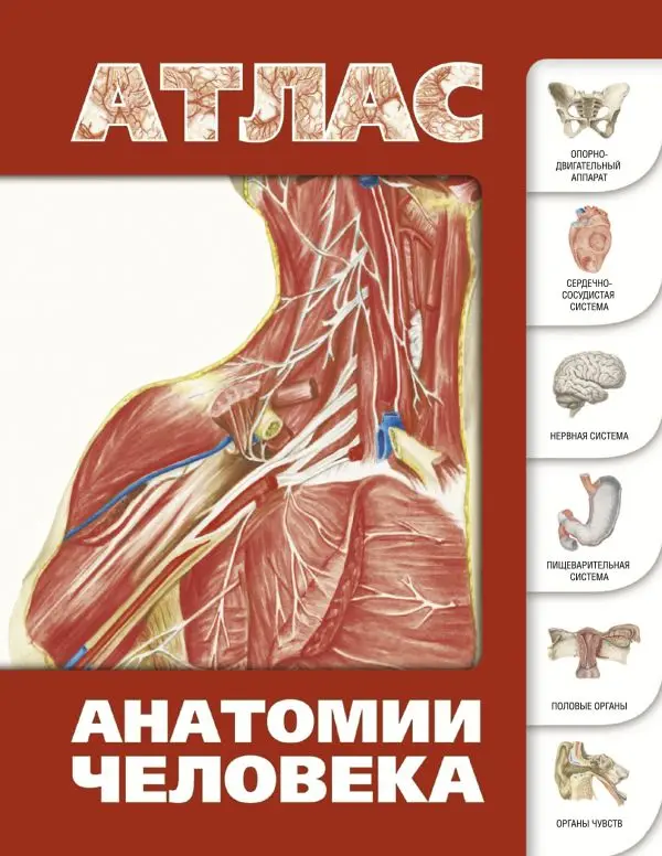 Человек. Книга Лёвкин С.С. Атлас анатомии человека | Канцтовары для офиса и дома