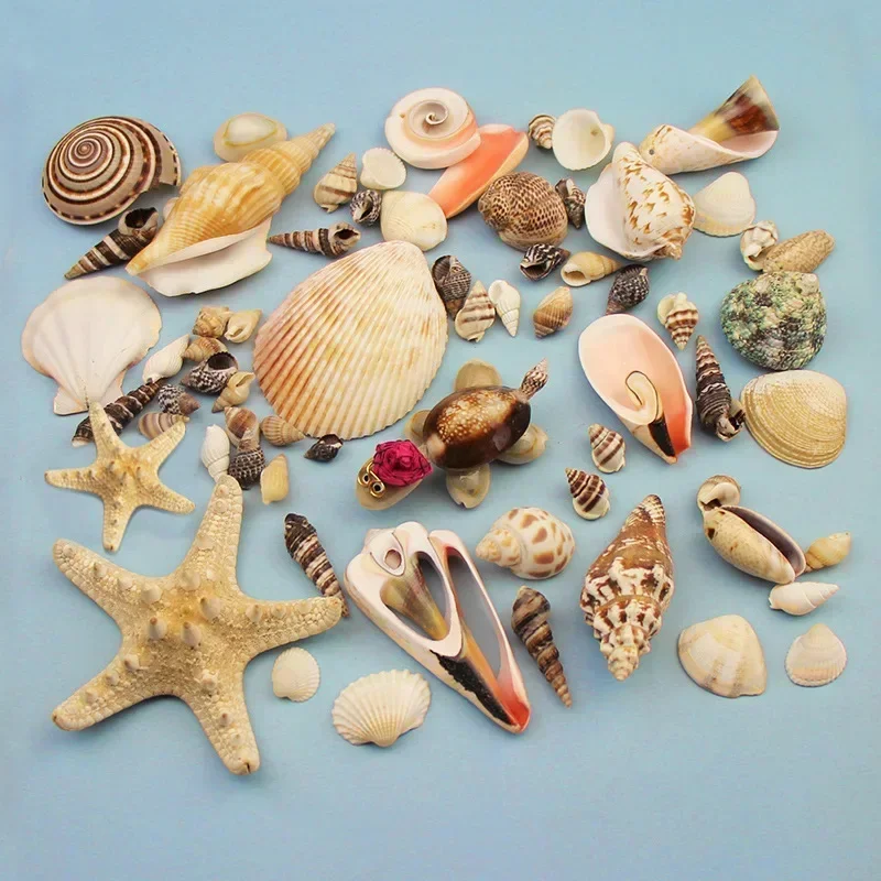 1Bag Natural Mini Conch Mediterranean Colored Mixed Real Small Sea Shells Aquarium Nautical Decoration Ornaments natural shell ornaments