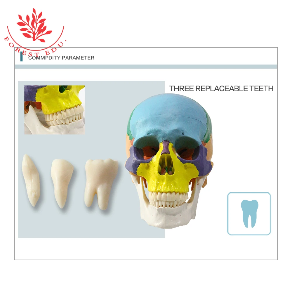 Skull Model FRT021 Colored 3 Replaceable Teeth The Art of Plastic PVC Medical Science Human Anatomy Model
