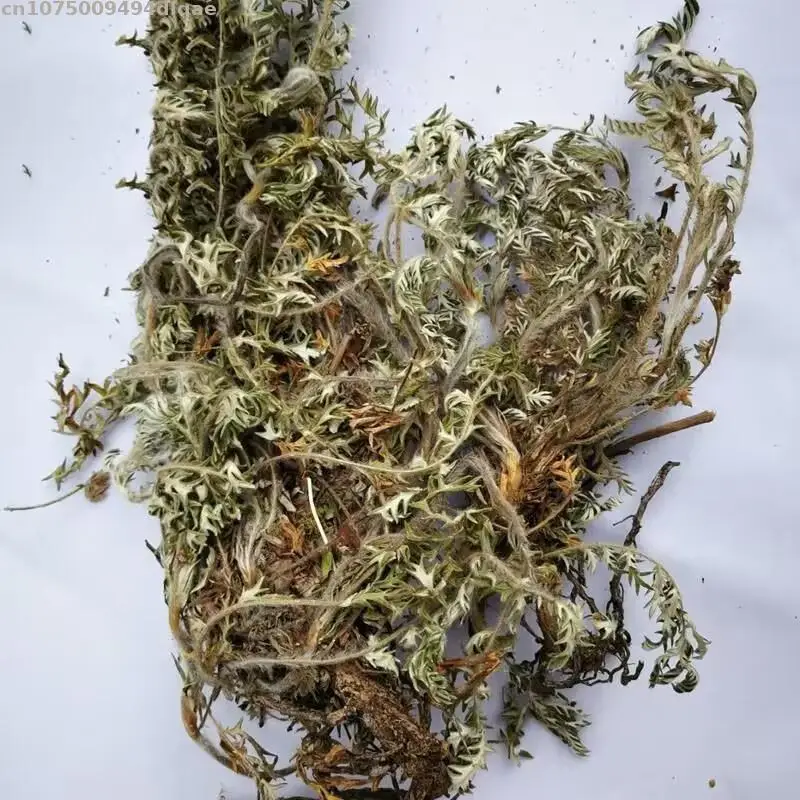 

Top Natural Potentilla Incense For Wicca Meditation Purifying Healing