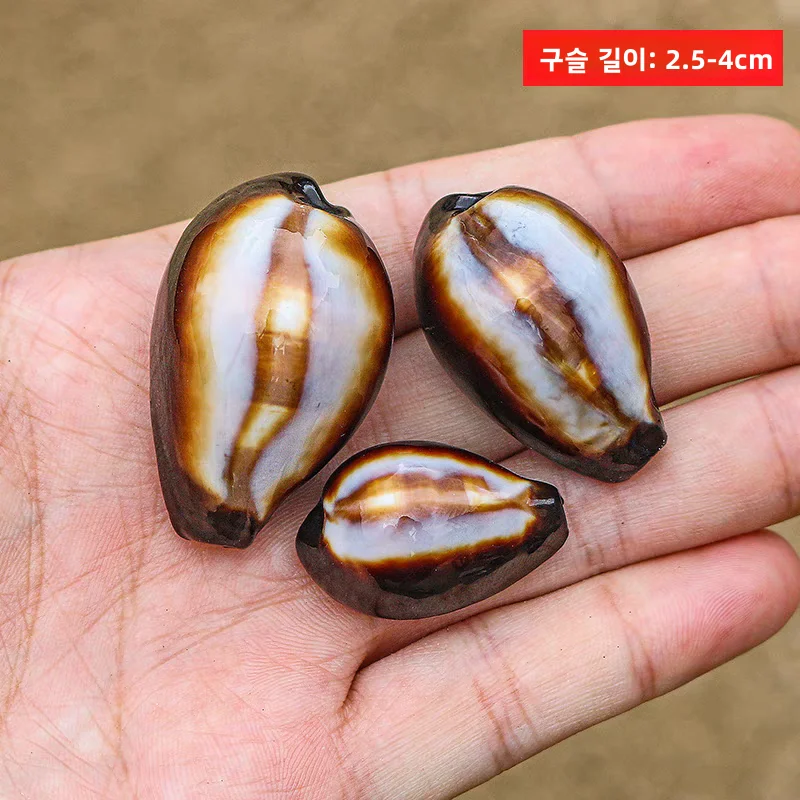 희귀한 천연 마노 트럼펫 조개껍데기 수족관 장식품, 집 창문 장식, 독창적인 선물, 조개 장식품, 산호 집 장식