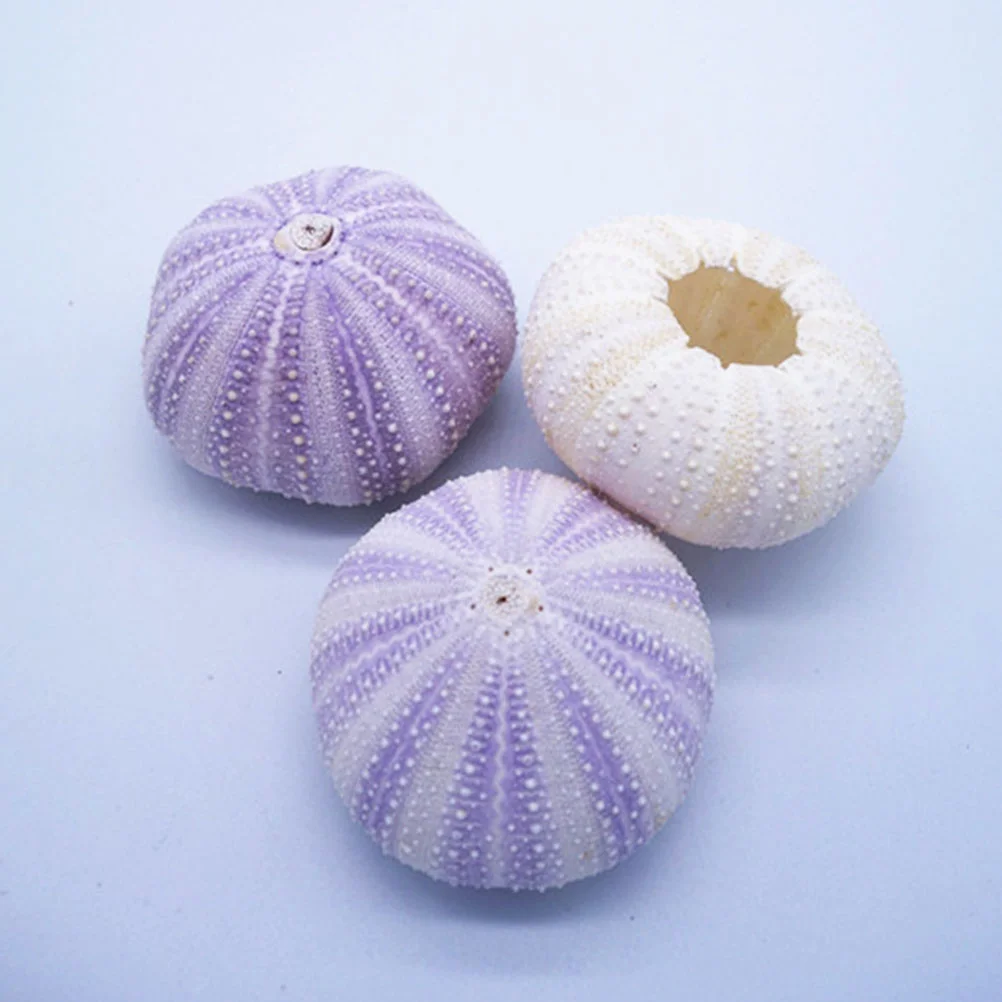 

6 Pcs Natural Shell Conch DIY Sea Urchin Ornaments Vases Home Decor Accessories Decors Gardening Decorations