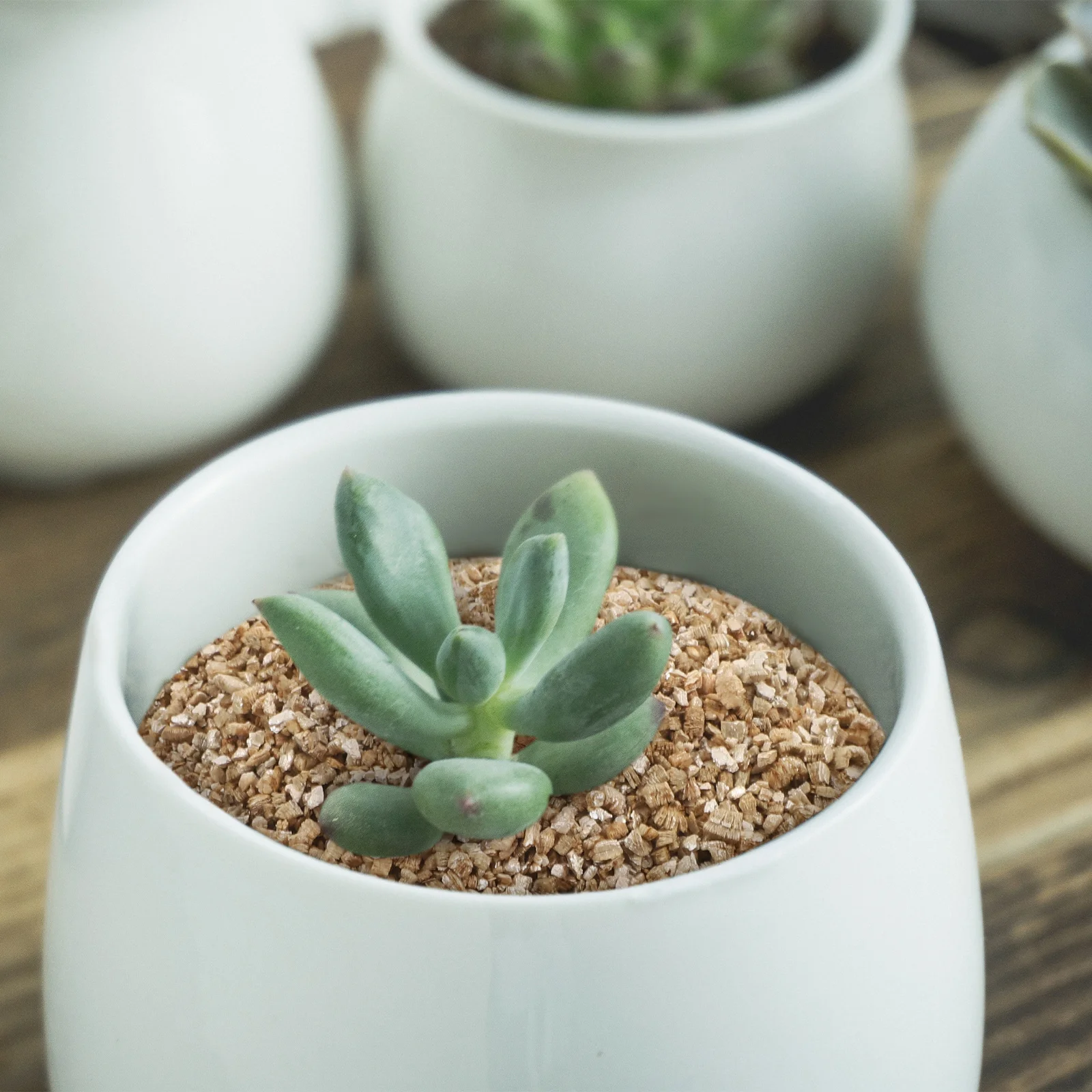 3L הורטיקולייט מורחב לצמחים פטריות גידול גינה טראריום סובסטרייט בכמויות גדולות בינוניות גינון