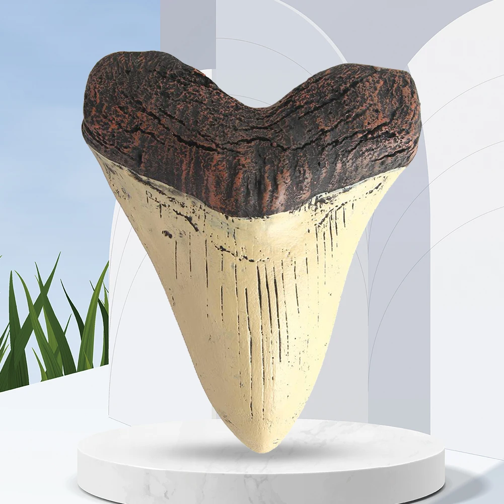 Home Decoration Resin Shark Teeth 5inch Giant Megalodon Tooth Marine Bology Teaching Props Beige Shark Teeth Fossil Best Gifts 3