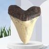 Home Decoration Resin Shark Teeth 5inch Giant Megalodon Tooth Marine Bology Teaching Props Beige Shark Teeth Fossil Best Gifts 3