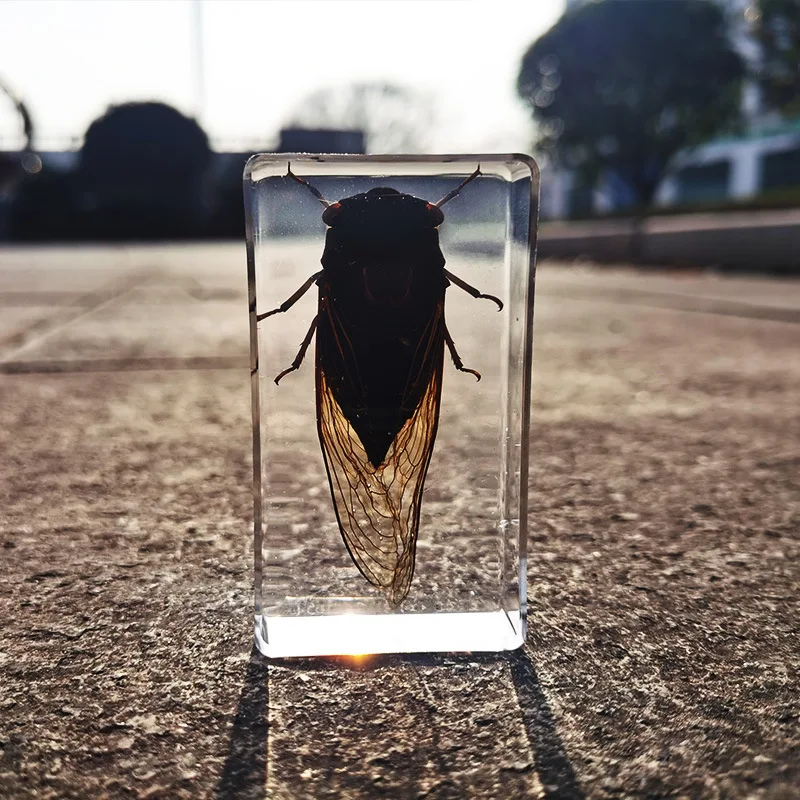 oversized real insect specimens, transparent resin whip scorpion fiddler crab star celestial bull cicada 2