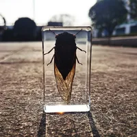 oversized real insect specimens, transparent resin whip scorpion fiddler crab star celestial bull cicada 2