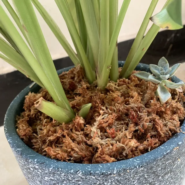 Chilei Importált Vízmoha, Hernyó, Moha, Pillangó, Orchidea, Talajfarnivórusos Növény, Teknős Hibernáció És Hidratáló - Image 2