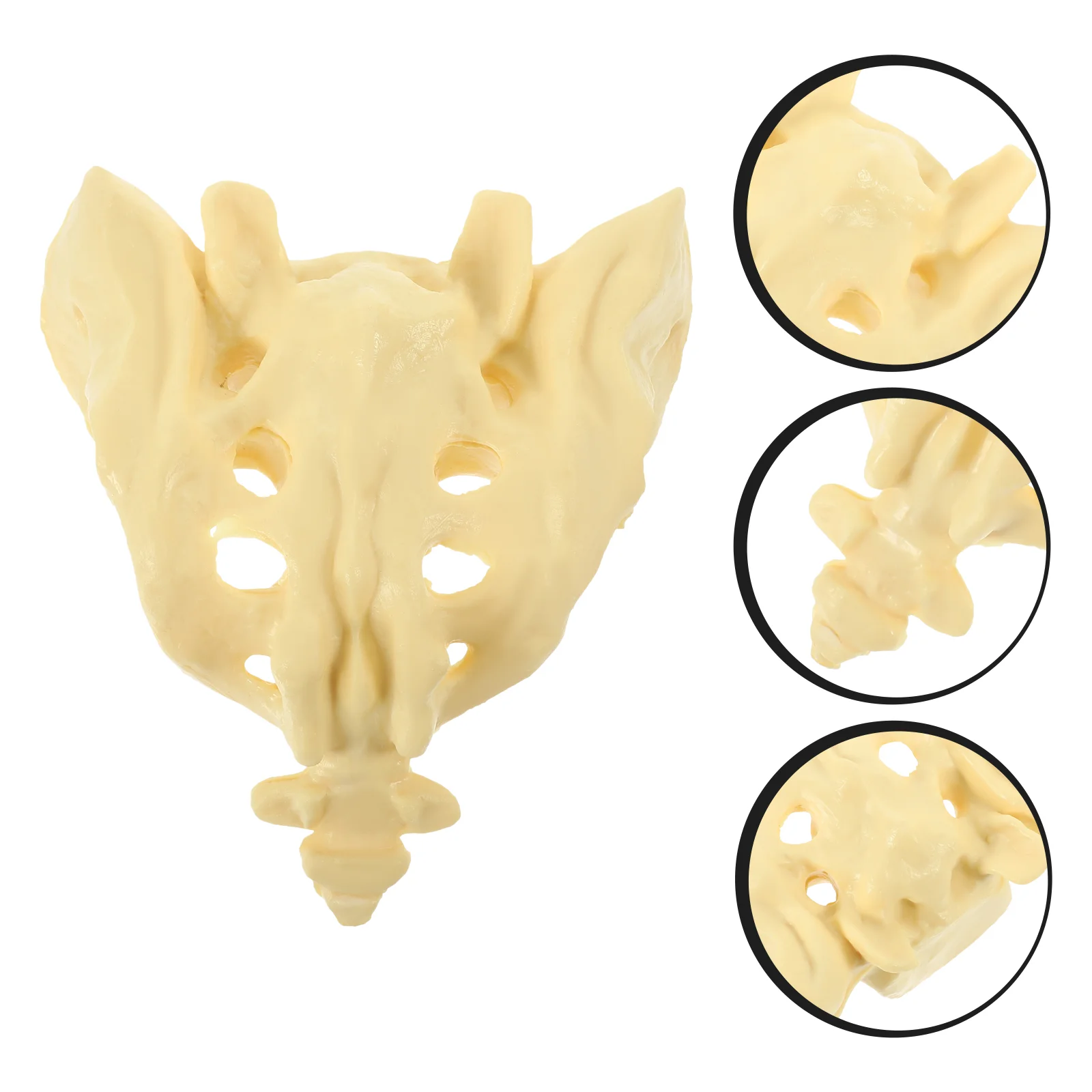 

Healthy Sacrum Model for Doctor Anatomy Artificial Models Medical Training Anatomical Human Body