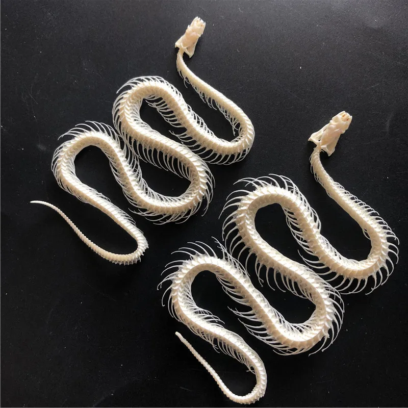 1/2/3/5/10 pcs Real Snake Skeleton Skull Animal Specimens, Taxidermy, About 30-40cm 4