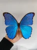 Real Butterfly Specimen Morpho Menelaus Big Blue Flash Butterfly Photo Frame Decorative Painting Ornament Birthday Gift Christma 1