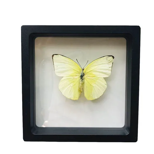 1pcs Real Butterfly Specimen Insect Home Decor Photo Frame   Desk Decoration Figurines Birthday Gift Teaching Training 