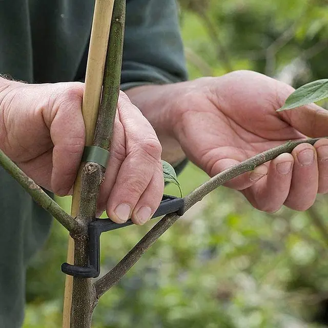 10 Darabos Alma Gyümölcsfa Ág Végtag Szóró Tartó Műanyag Bonsai Csomagtartó -Modellező Eszköz A Lábszögek Ágához - Image 4