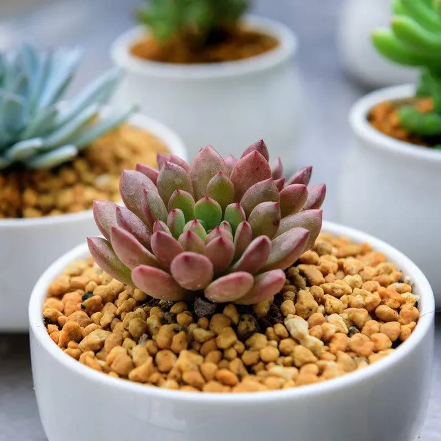 1 Dcs Hordozható Speciális Műtrágya Kapható Összetett Magas Termékenység Mindenféle Virághoz És Zöldséghez Megfelelő - Image 6