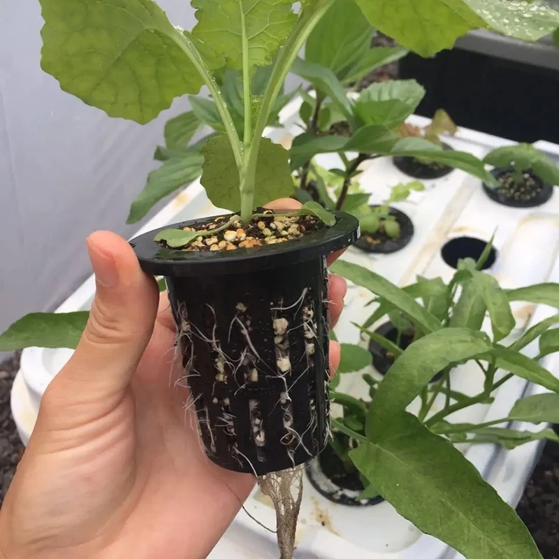 100Pcs Black Plastic Fixing Basket Gardening Soilless Slotted Mesh Plant Cups, Pots, Buckets, Baskets For Hydroponics-A20P