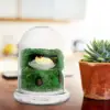 Moss Micro Landscape Bottle Display Cabinets Glasses Borosilicate Flower Pots 4