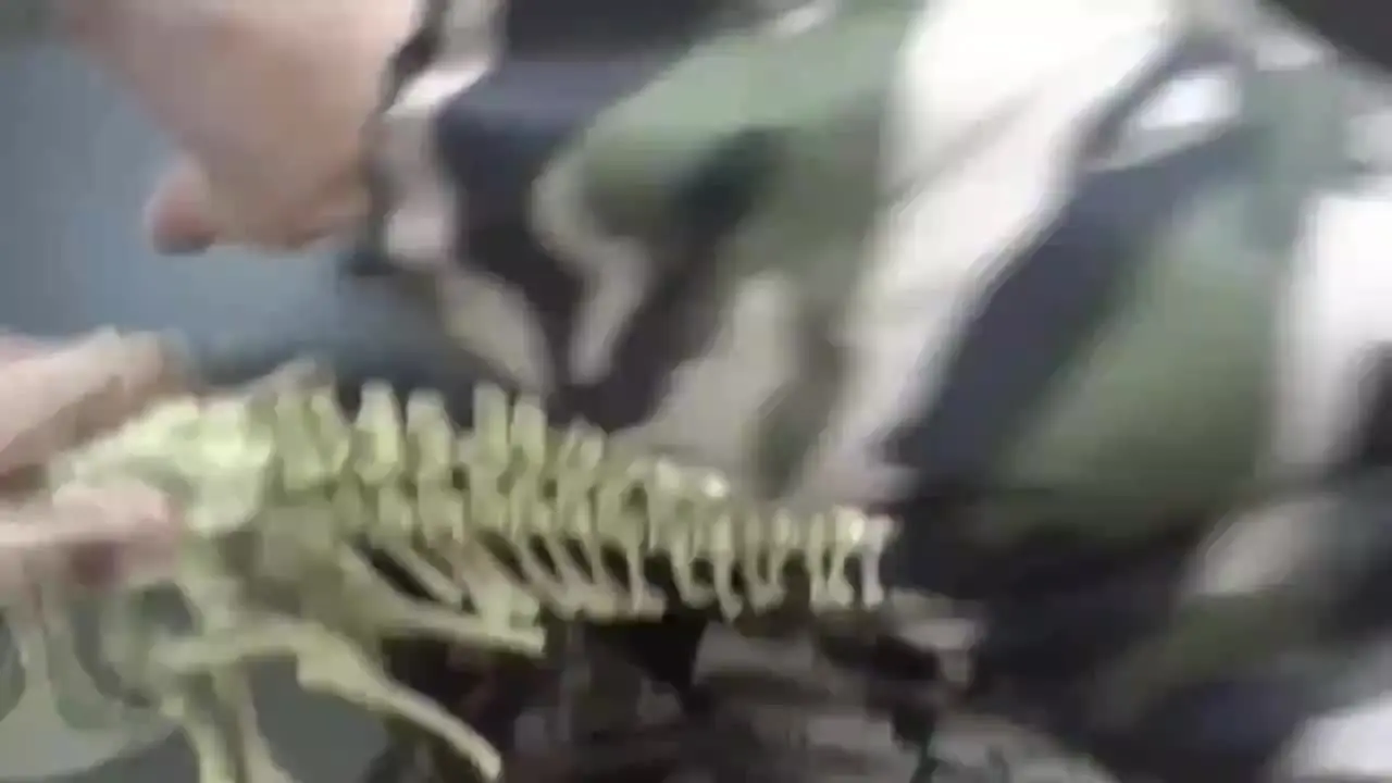 DIY большой тираннозавр T-Rex рандозавр коллектор моделей животных супердекор