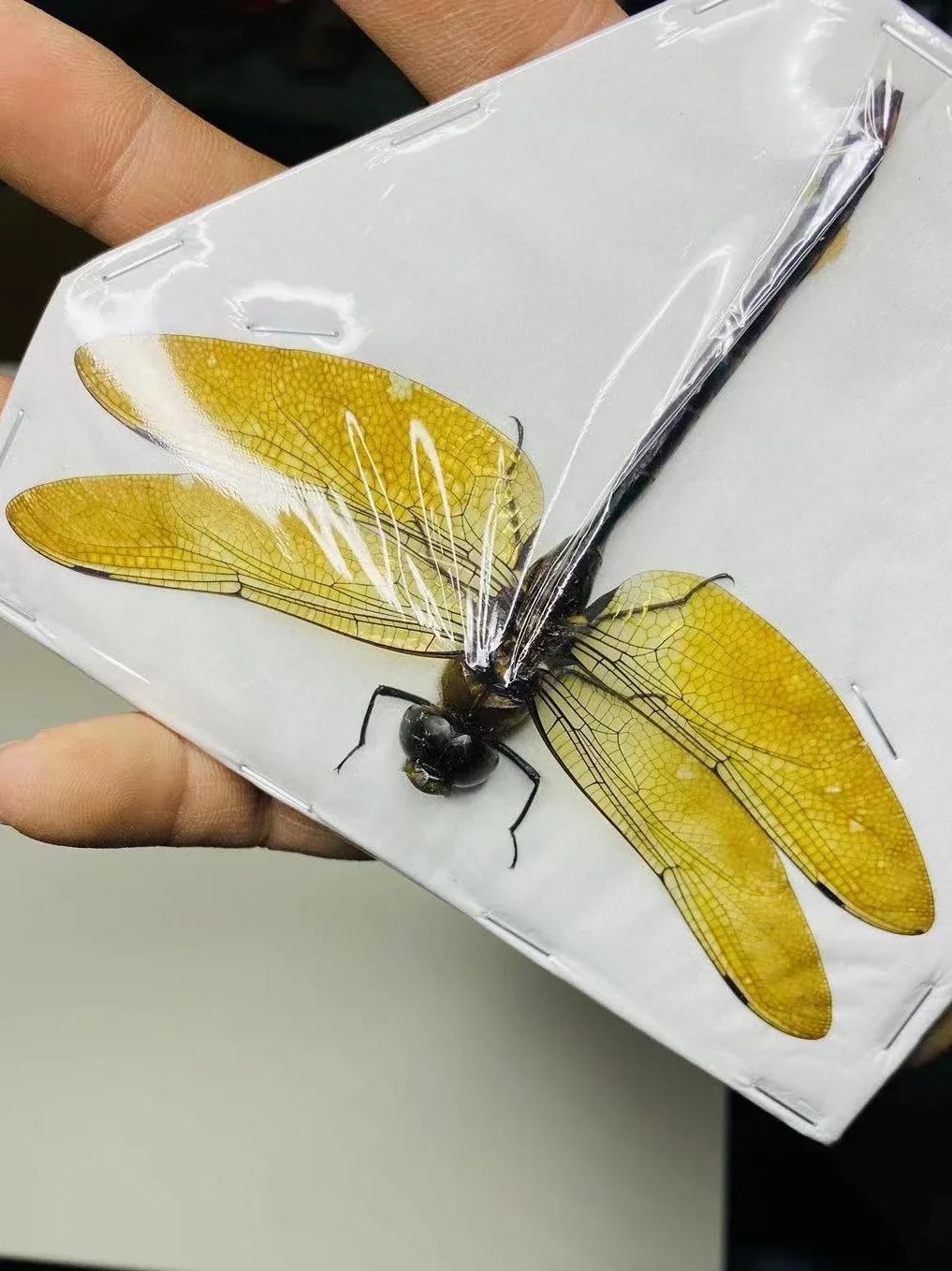 Thai Amber Dragonfly Specimen Gorgeous Ambragaeana Ambra True Insect Beetle Material Protozoa Home Decoration Accessories 3
