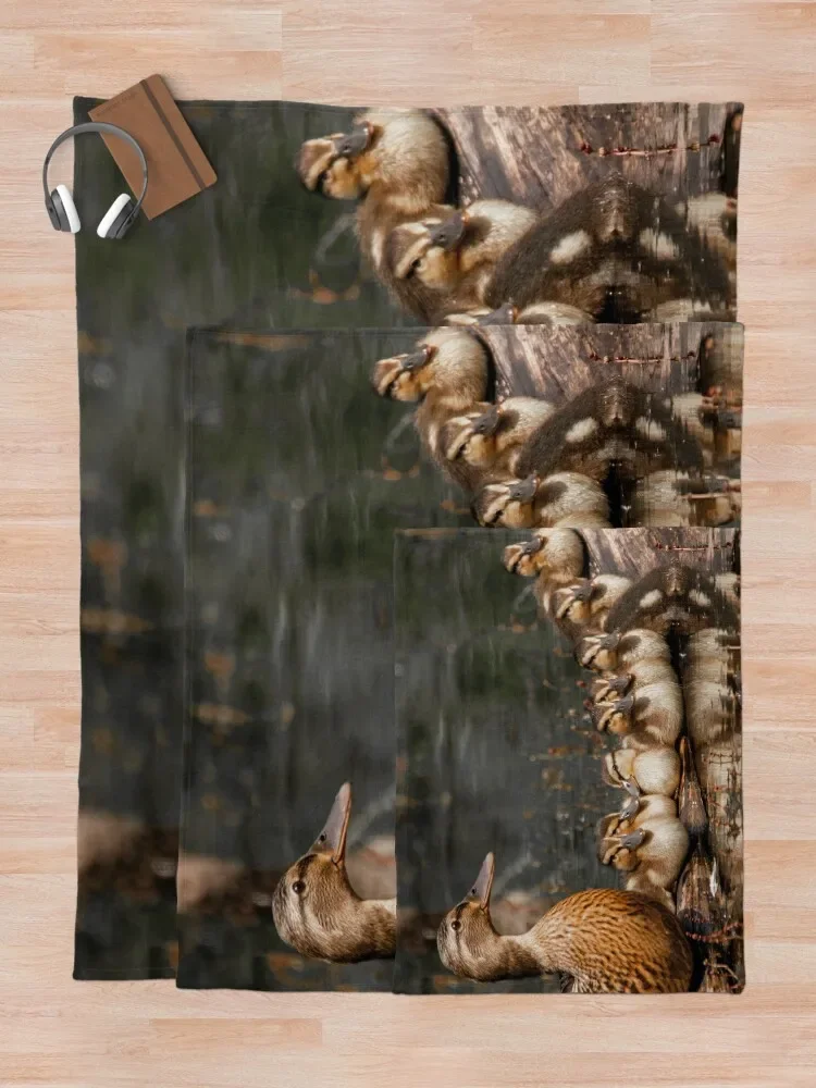 ���� ���� ������ ���, �ҷ��� ħ��, ���� ��Ƽ�� ķ�� ���