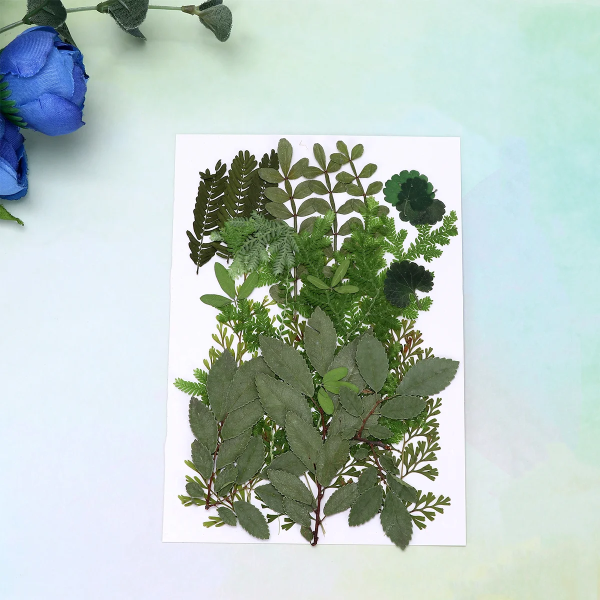 

Dried Flowers and Leaves Embossed Handmade Materials Plant Specimens Eucalyptus