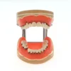 Dental Teeth Model  Dentist Teaching Model Demonstration Periodontal Disease Pathological For Patient Education Demo M4017 5