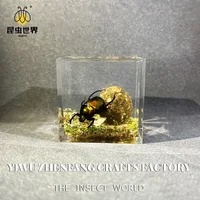 Resin Epoxy Real Dung Beetle Specimen Insect Taxidermy Acrylic Clear Resin Dung Beetle Insect Sample Bug Collection House Decor 1