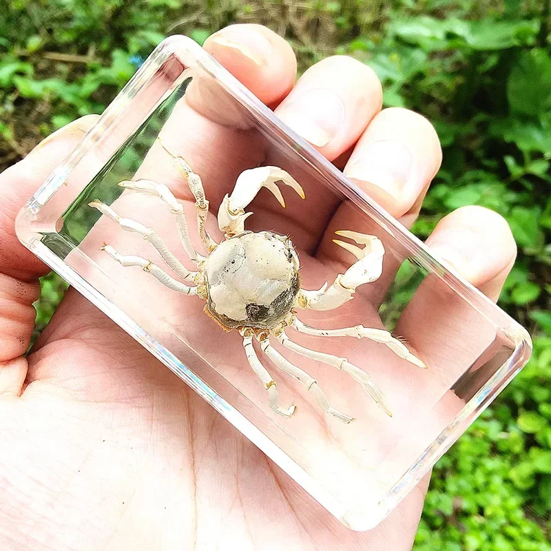 29 New Marine Resin Specimen Amber Crawlers Coral Coral Fish and Crab Biological Collection Teaching Observers DEC 5
