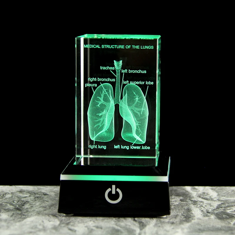 3D laser engraving crystal lung model hospital teaching props to give medical students human respiratory organ paperweights 4