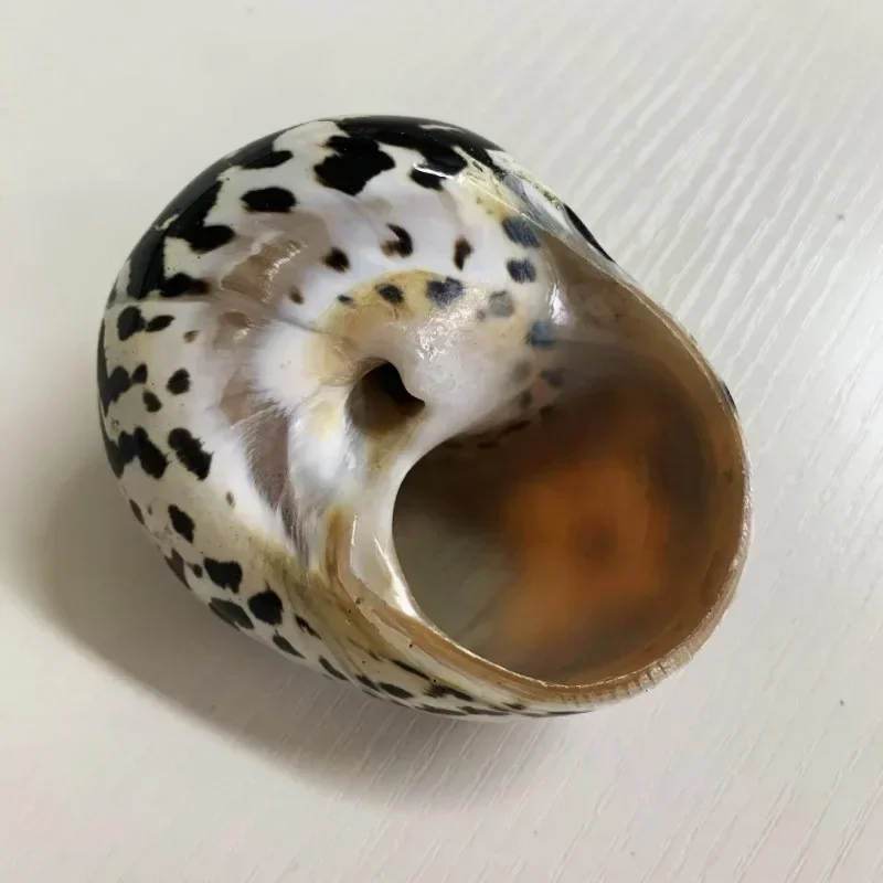 고엄비게 껍질, 7-8cm, 까치 터보 쉘 2-2.5, 장 고엄비게 집, 수족관 장식, 천연 조개