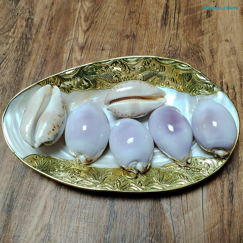 6-7CM Purple Carnelian Cowry Sea Shells Natural Lyncina Carneola DIY Crafts Snail Gift Beach Wedding Decor Ocean Jewelry Coastal natural shell ornaments