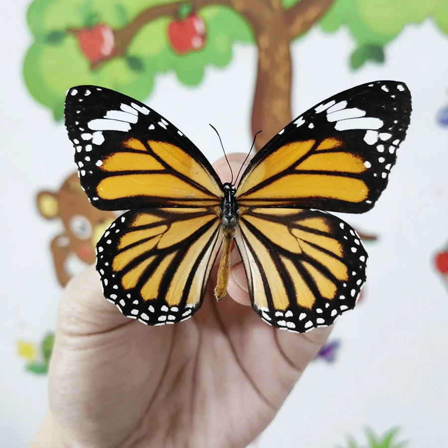 Образцы настоящих бабочек, раскладные крылья или раскрывающиеся бабочки, латинское название Danaus Genutia, семейство пятнистых бабочек, 1 шт.