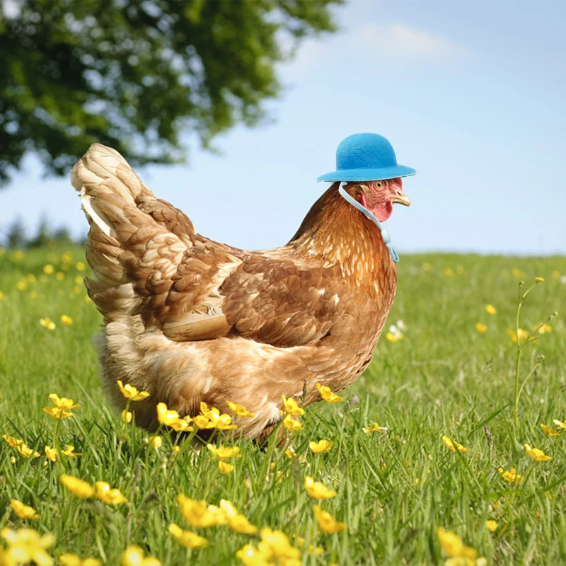 Chicken decoration Chicken Hamster Hat for Hens Tiny Pets Funny Accessories Farm Hen Top Hat for Rooster Duck Parrot Poultry Stylish Show Costume