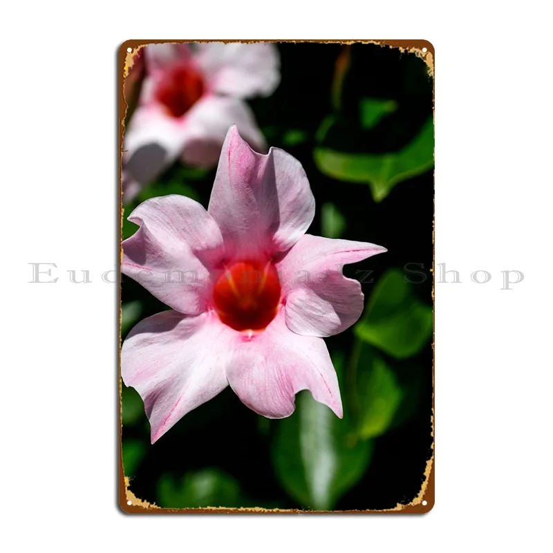 

Mandevilla, розовый цветок, металлическая табличка, фотообои, создание печати, жестяной знак, плакат