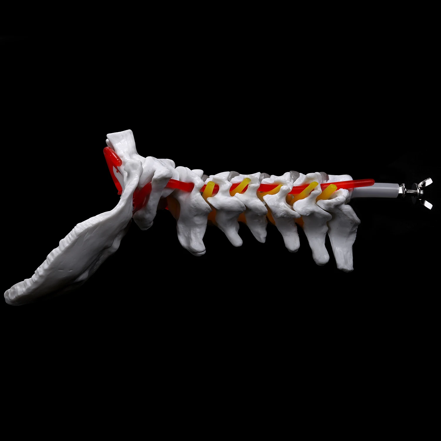 Cervical Vertebra Arteria Spine Spinal Nerves Anatomical Model Anatomy for Science Classroom Study Display Teaching Model 4