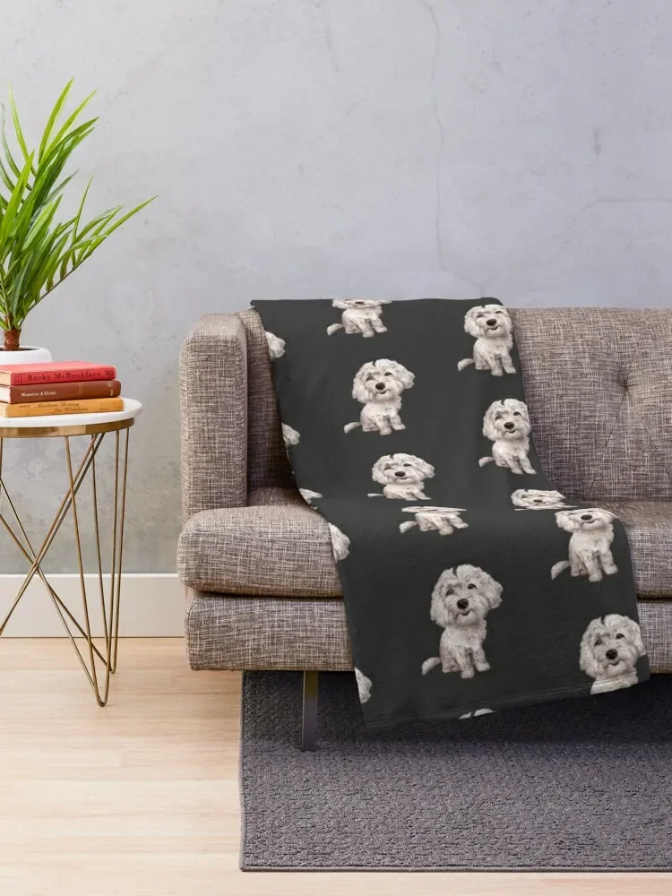 ��� Cavapoo | ��� Cavoodle ������ ���, �ڽ����� �ִϸ��̼�, ���Ÿ�, ���� ���� ���