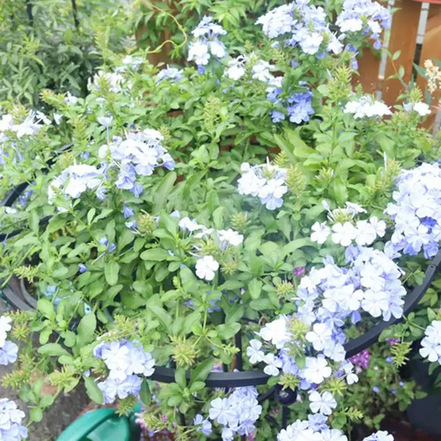 Függőleges Kerti Rácsos Kreatív Esernyő Virág Növény Cserepes Tartó Keret A Szőlő Paradicsomához Peas És Más Élő Növények - Image 5