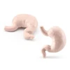 Human Torso Body Organ Miniature Anatomy Organs Model Education Montessori Toy Kiddie Boy Girl Collection Figurines 8PCS 4