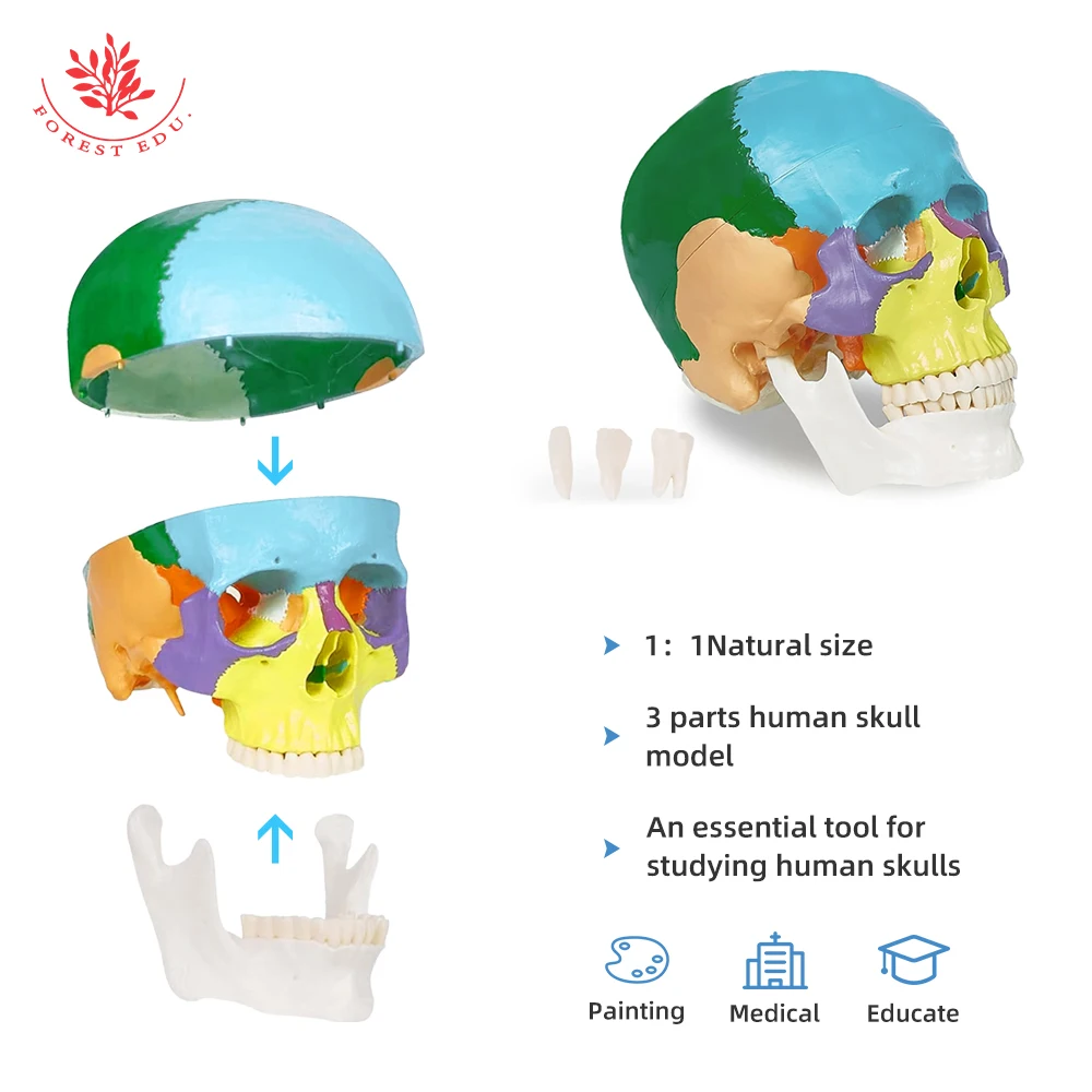 Skull Model FRT021 Colored 3 Replaceable Teeth The Art of Plastic PVC Medical Science Human Anatomy Model