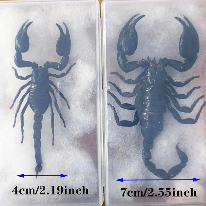 Real Insect Specimen Black Scorpion Dry Insect DIY Production Materials Teaching Photo Props Home Decoration Collection Gifts