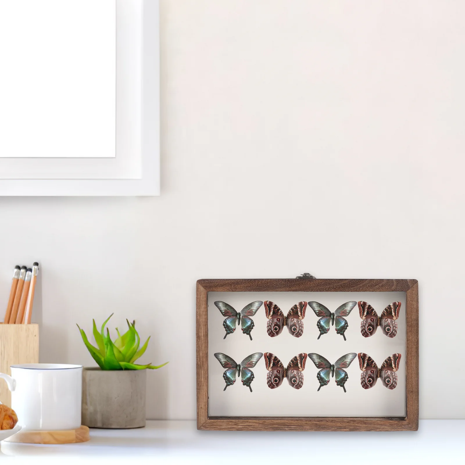 

of Insect Display Case Wooden Bug Collection Box Insect Display Box Wall Clear Window Insect Box Specimen Box Cushion