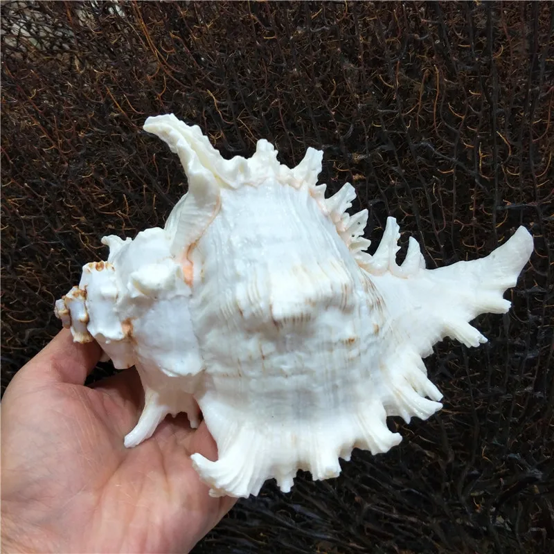Natural Shell Ornaments Kirin Snail Natural Conch Shell Thousand Hand Snail Landscape Fish Tank Landscaping Creative Home Collection Specimen