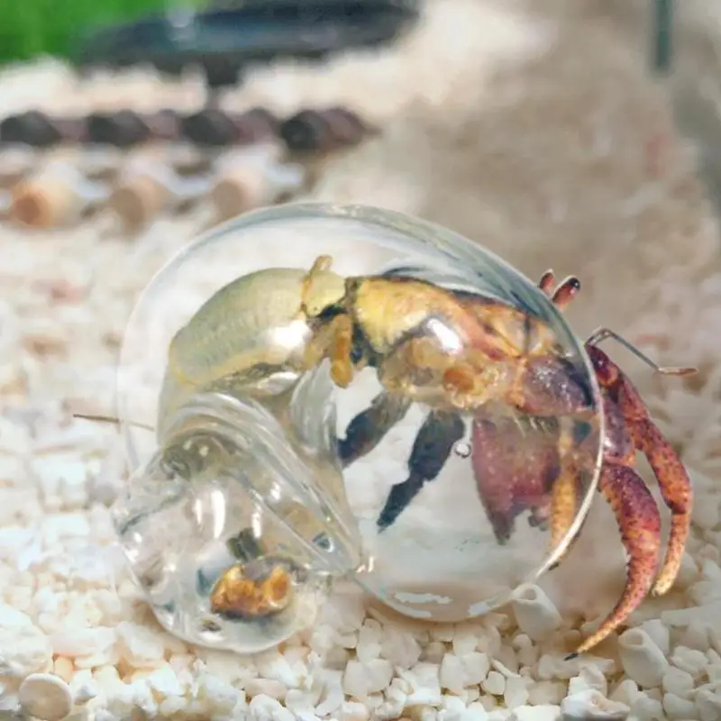 Hermit Crab House Clear Glass Conch Shells For Hermit Crab Fish Tank Ornaments Spiral Shells Art Supplies Decor