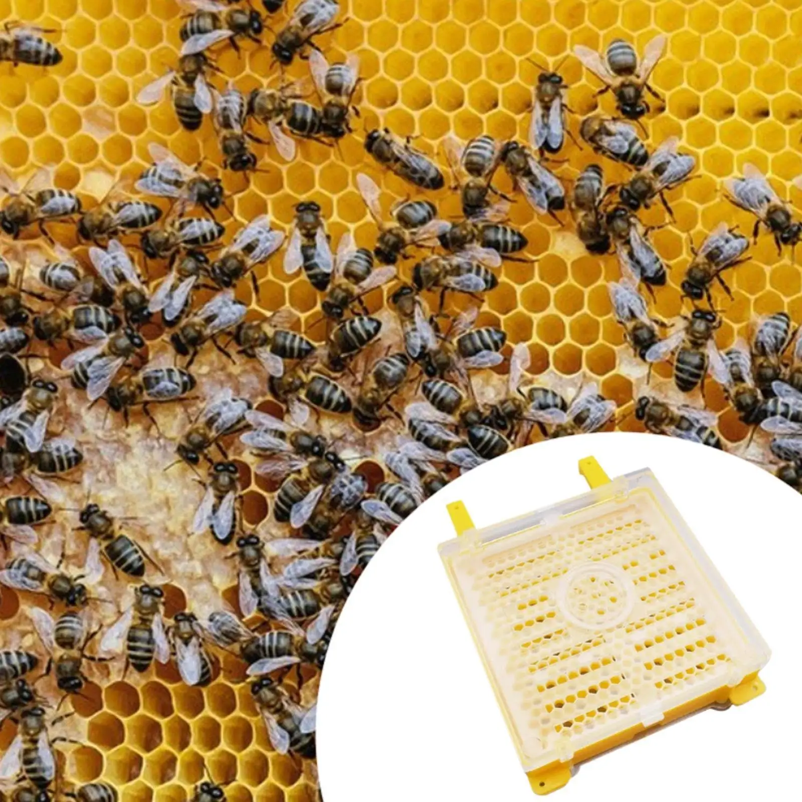 Beekeeping Grafting Set Easy Use Multifunctional Queen Rearing System Yellow